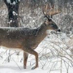 Bowhunting-post-rut-tips