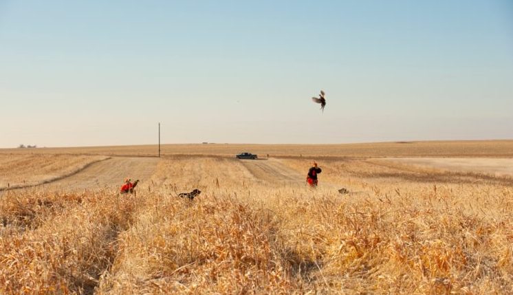 pheasant-hunt-season