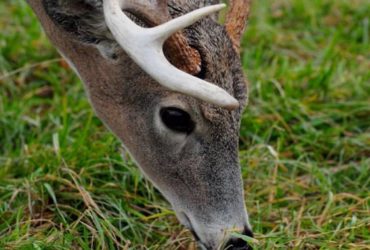 whitetail-deer-scent-control